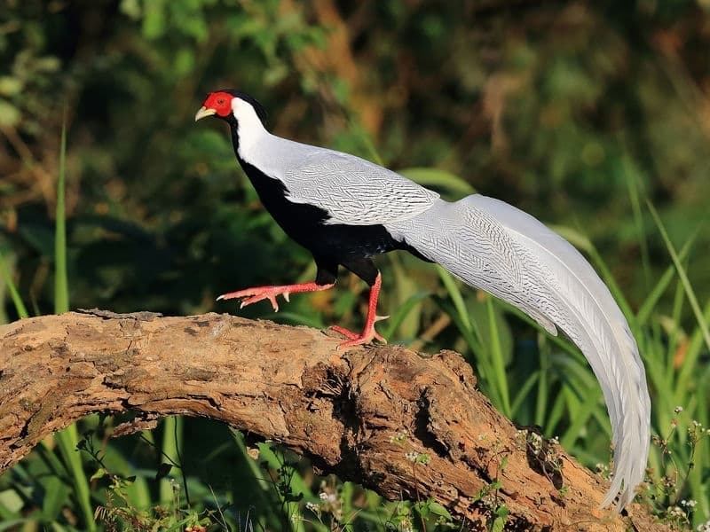 Silver Pheasant