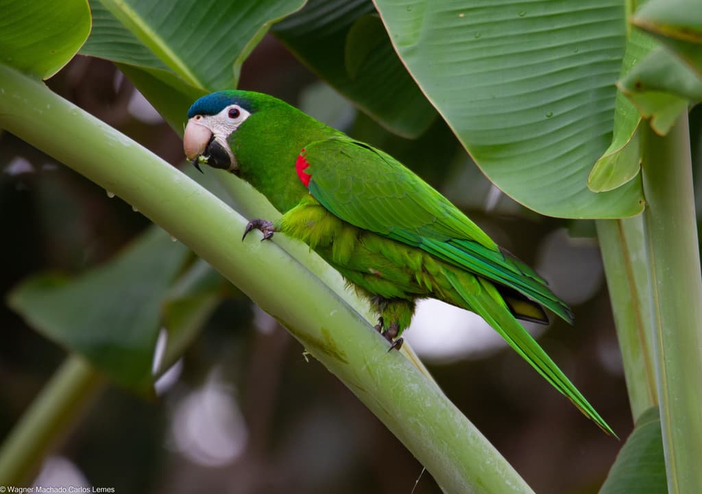 Red-shouldered Macaw