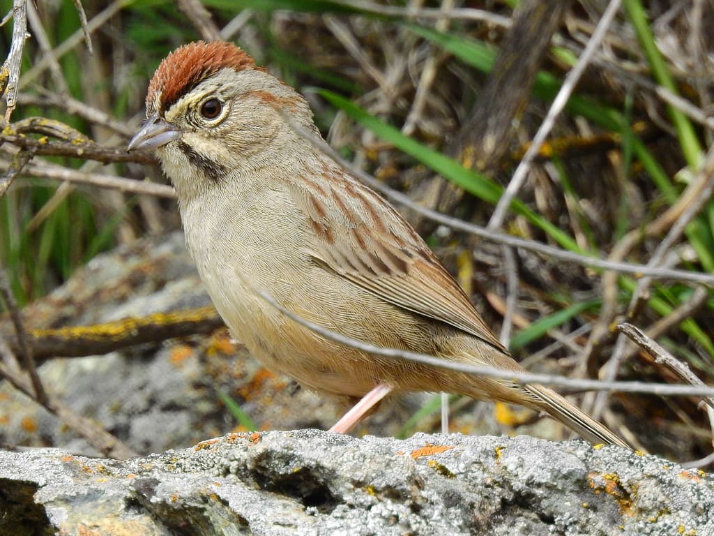 Rufous-crowned Sparrow