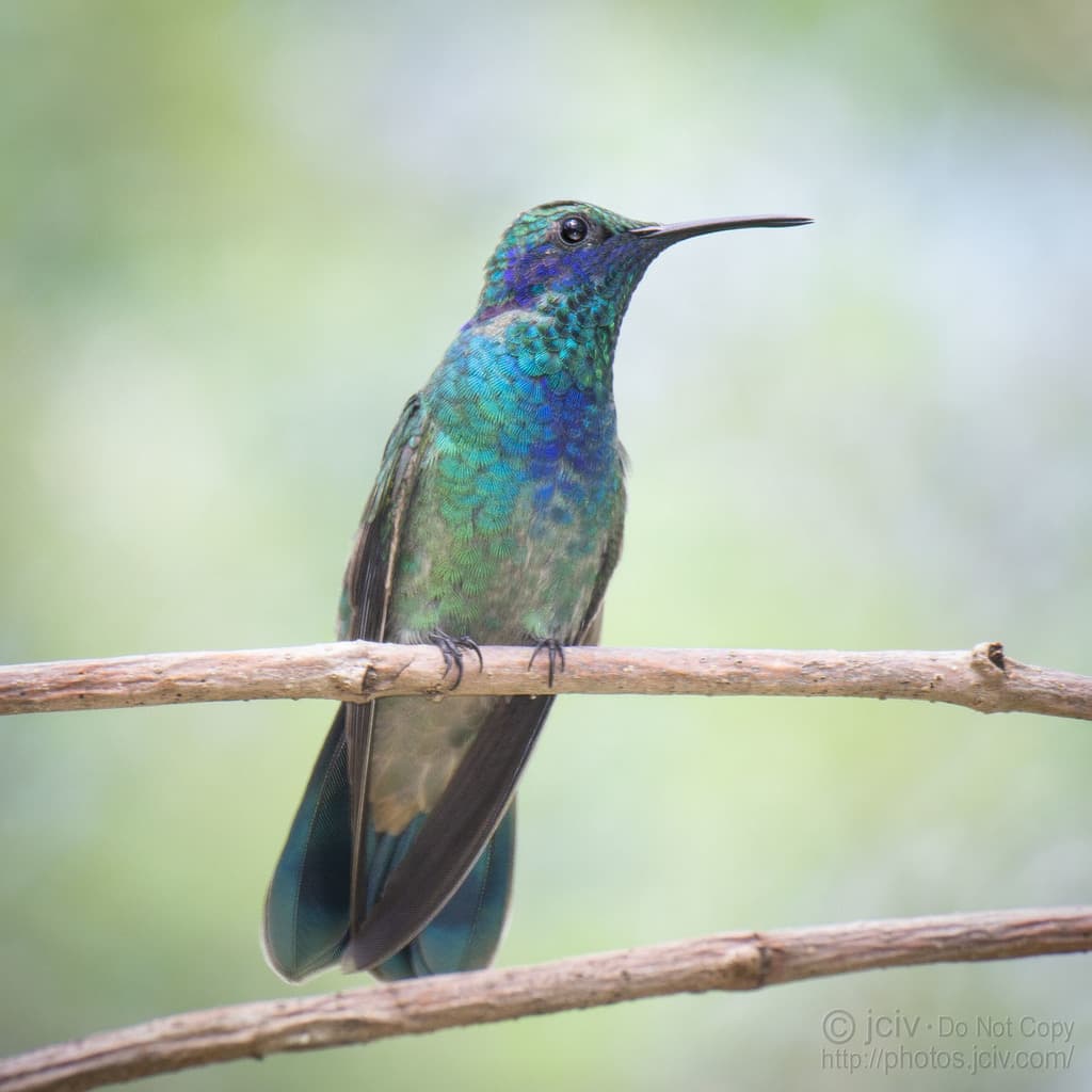 Mexican Violetear