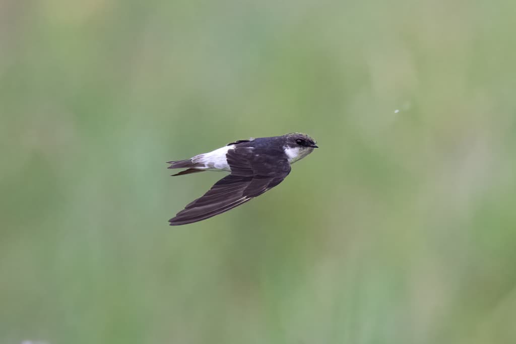 Siberian House-Martin