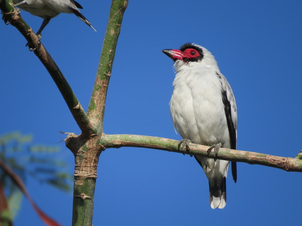 Masked Tityra