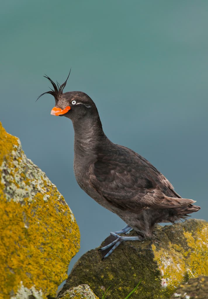 Crested Auklet
