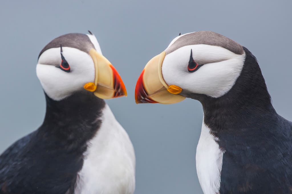 Horned Puffin