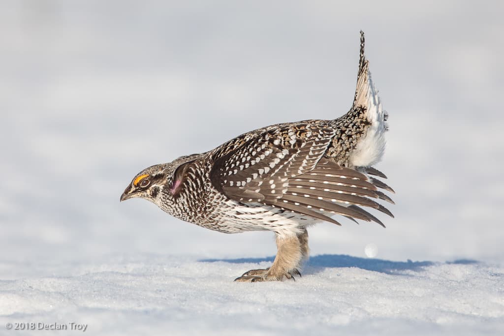 Sharp-tailed Grouse