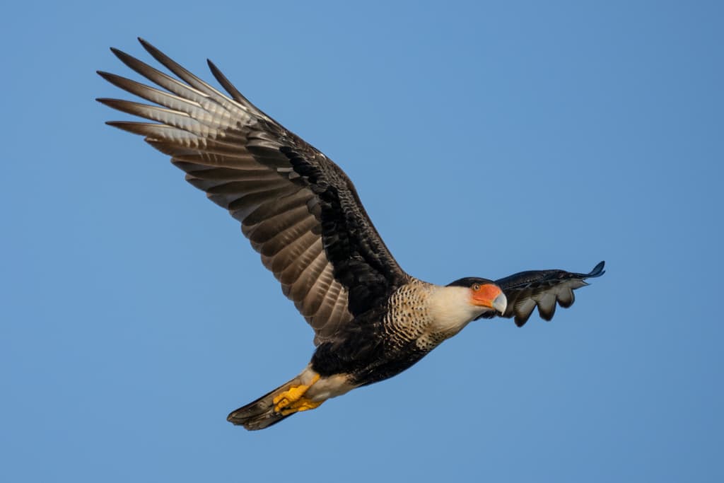 Crested Caracara