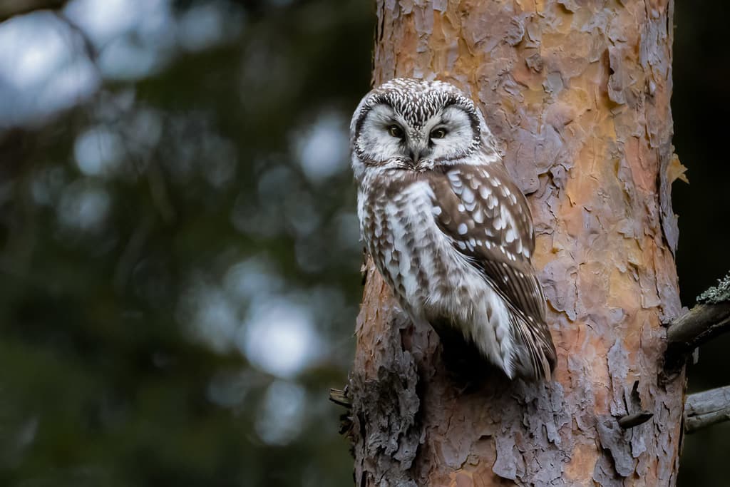 Boreal Owl