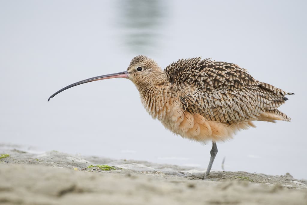 Long-billed Curlew