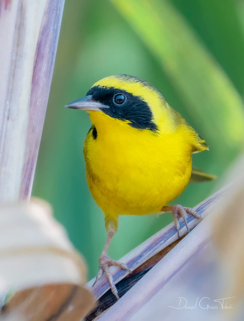 Altamira Yellowthroat