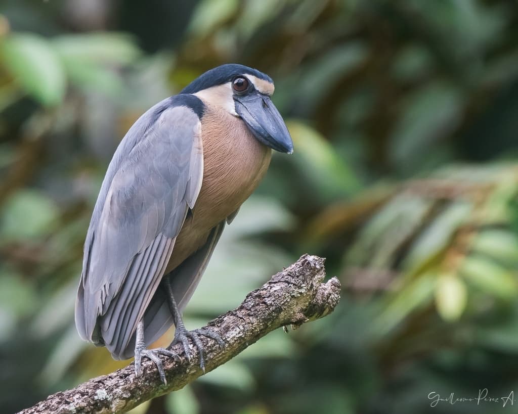 Boat-billed Heron