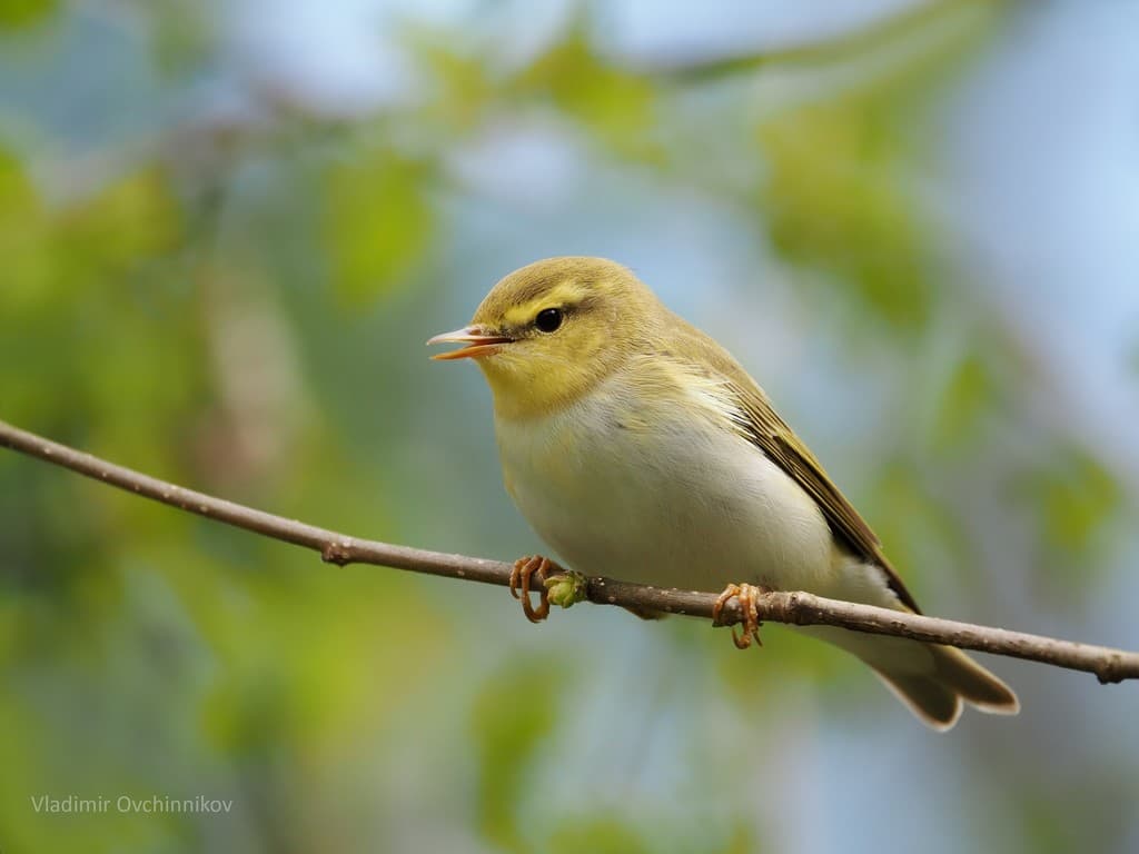 Wood Warbler