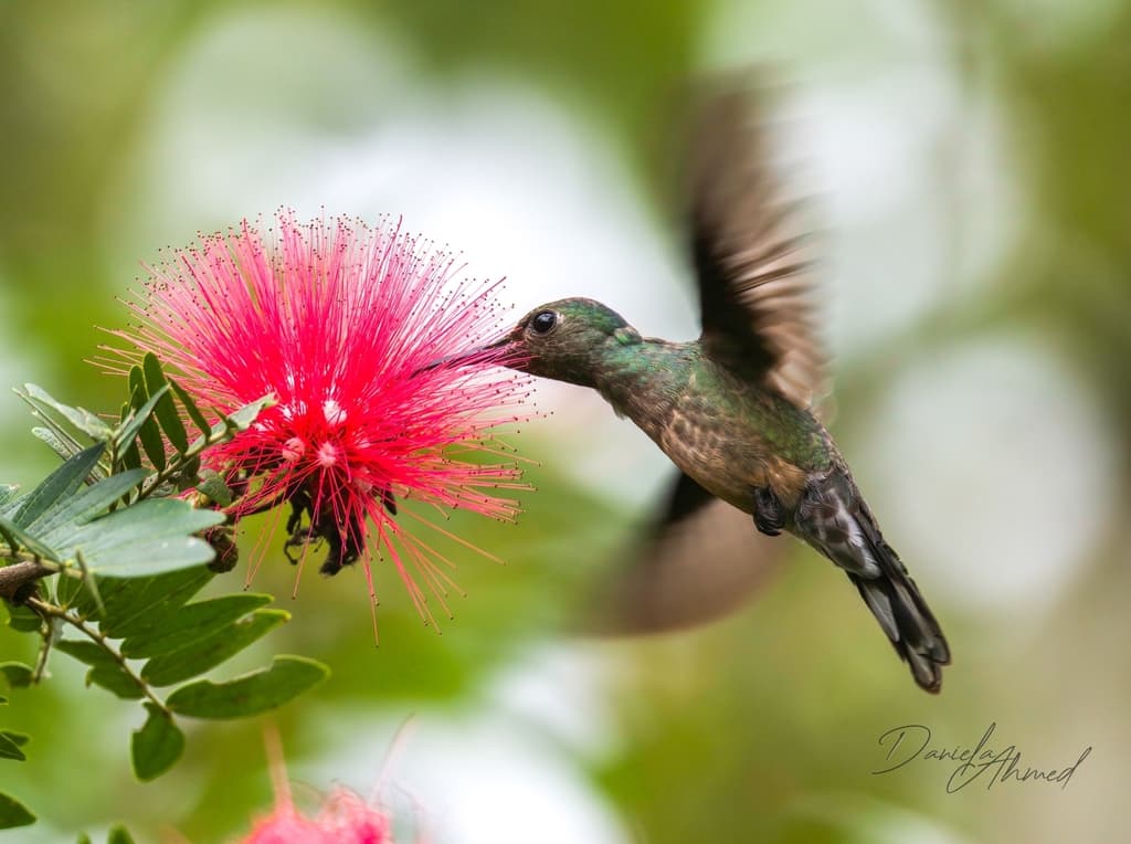 Scaly-breasted Hummingbird