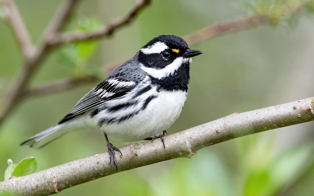 Black-throated Gray Warbler