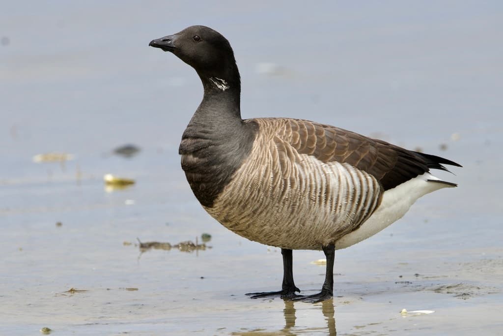 Brant