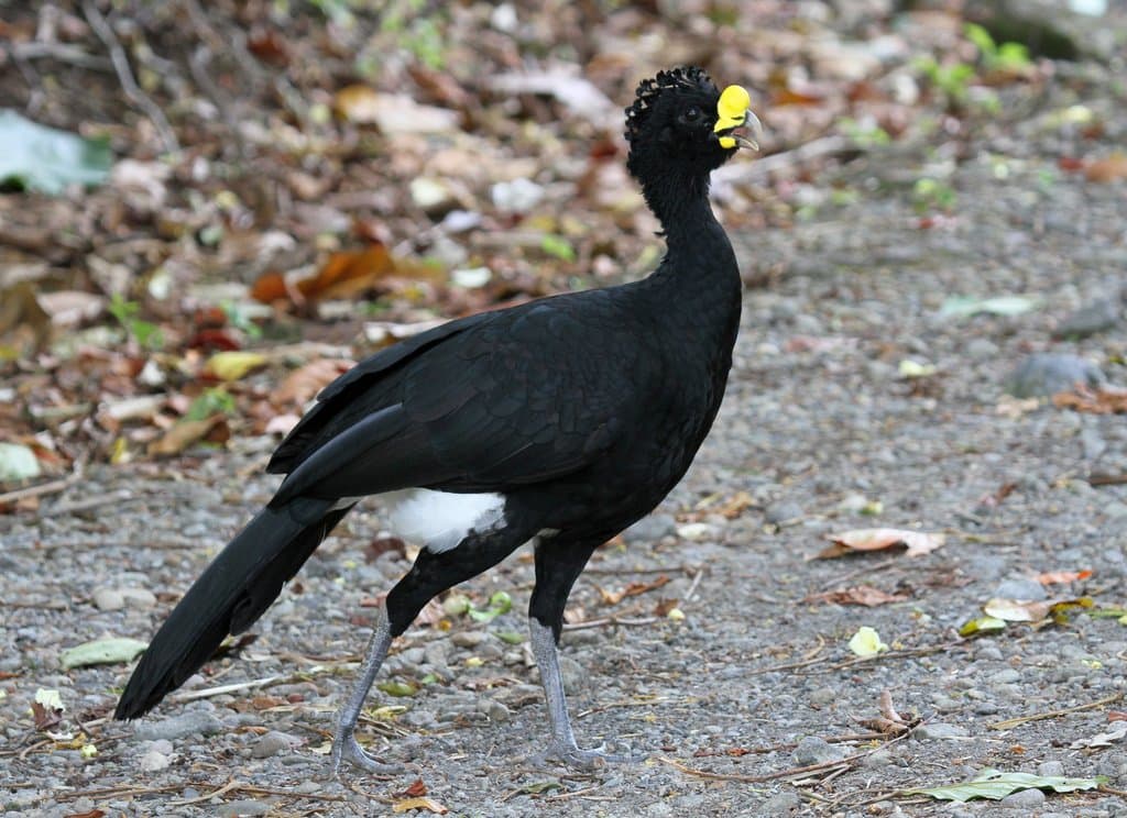 Great Curassow