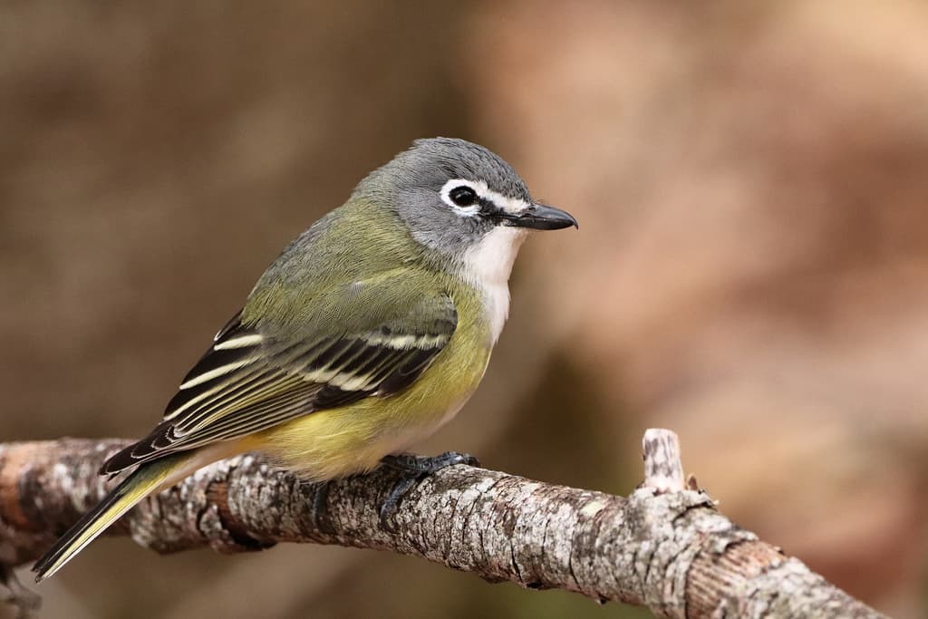 Blue-headed Vireo