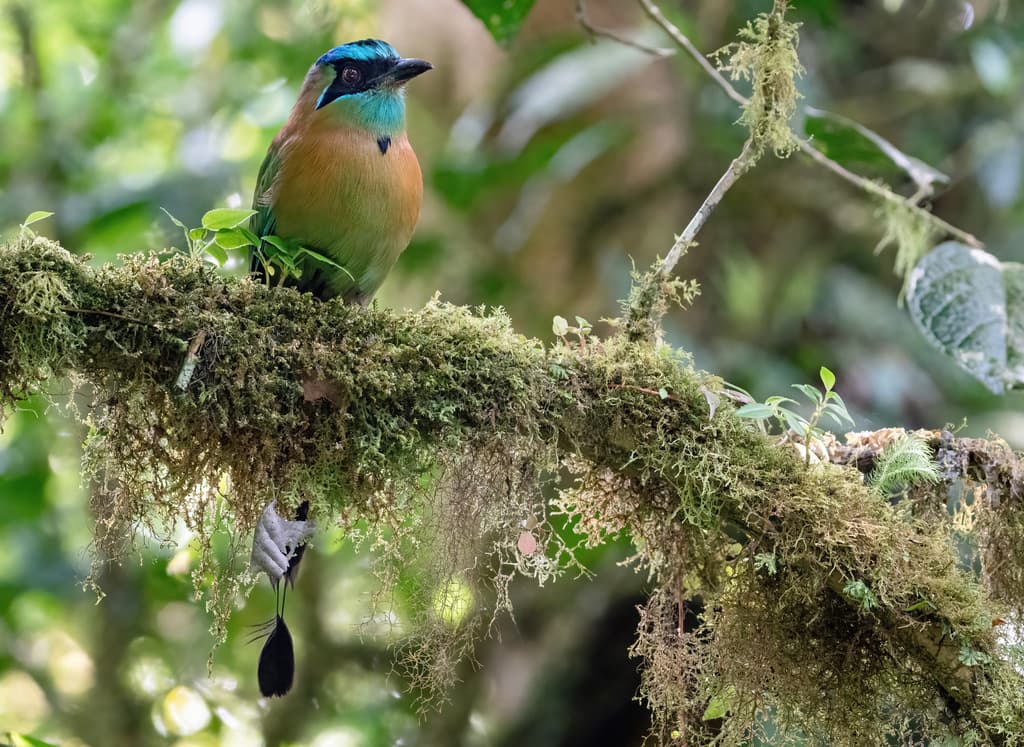 Lesson's Motmot