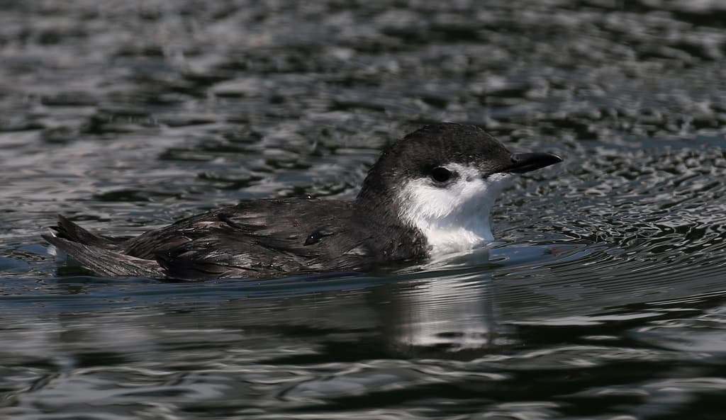 Guadalupe Murrelet
