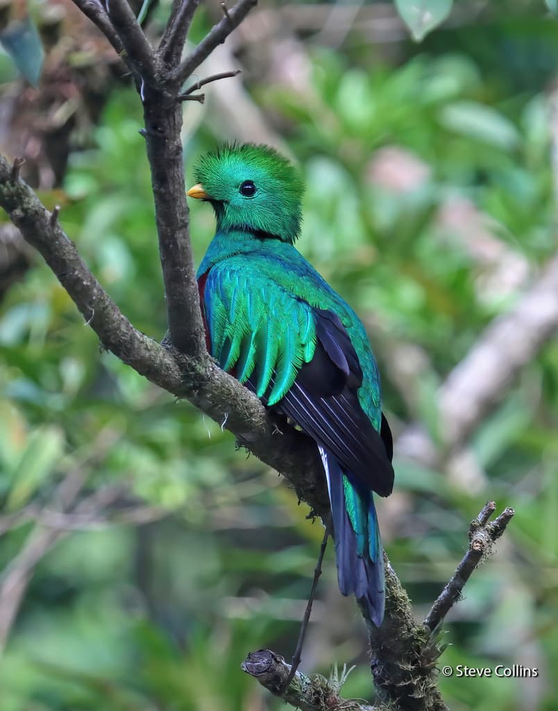Resplendent Quetzal