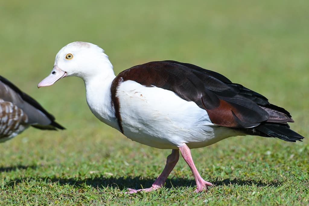 Radjah Shelduck