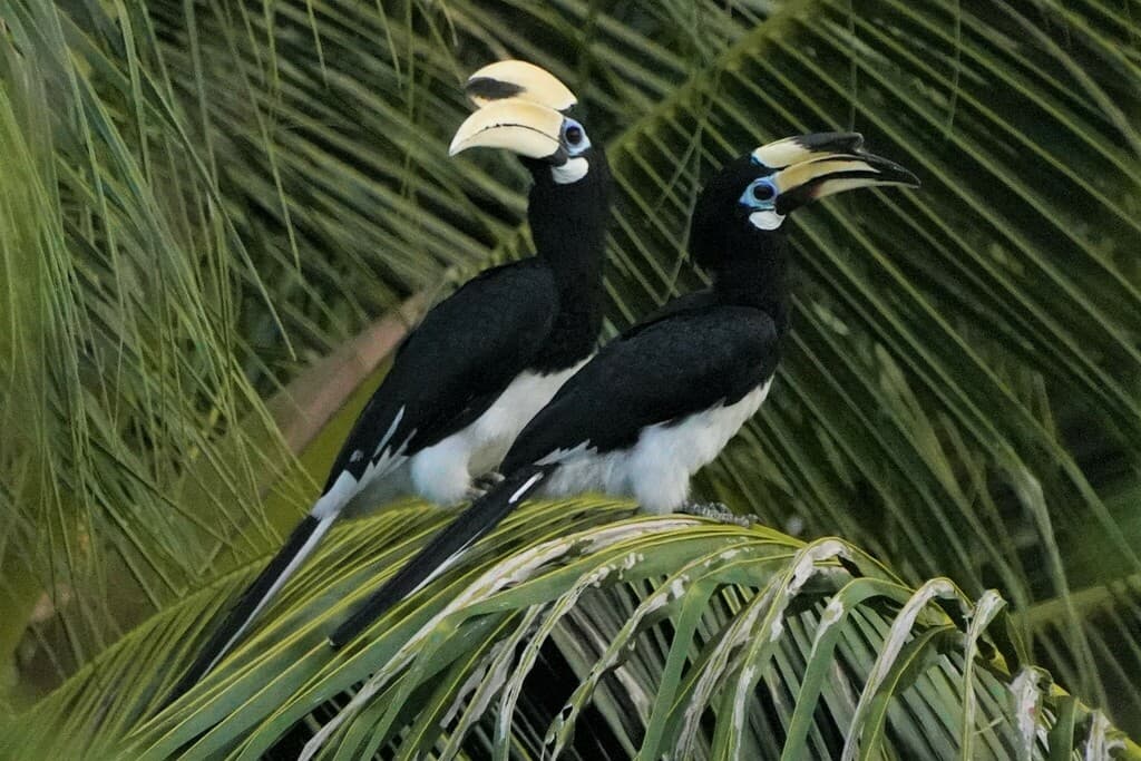 Oriental Pied-Hornbill