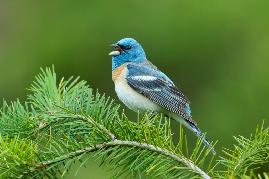 Lazuli Bunting