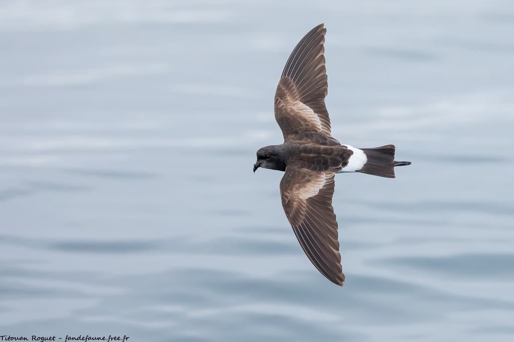 Wilson's Storm-Petrel