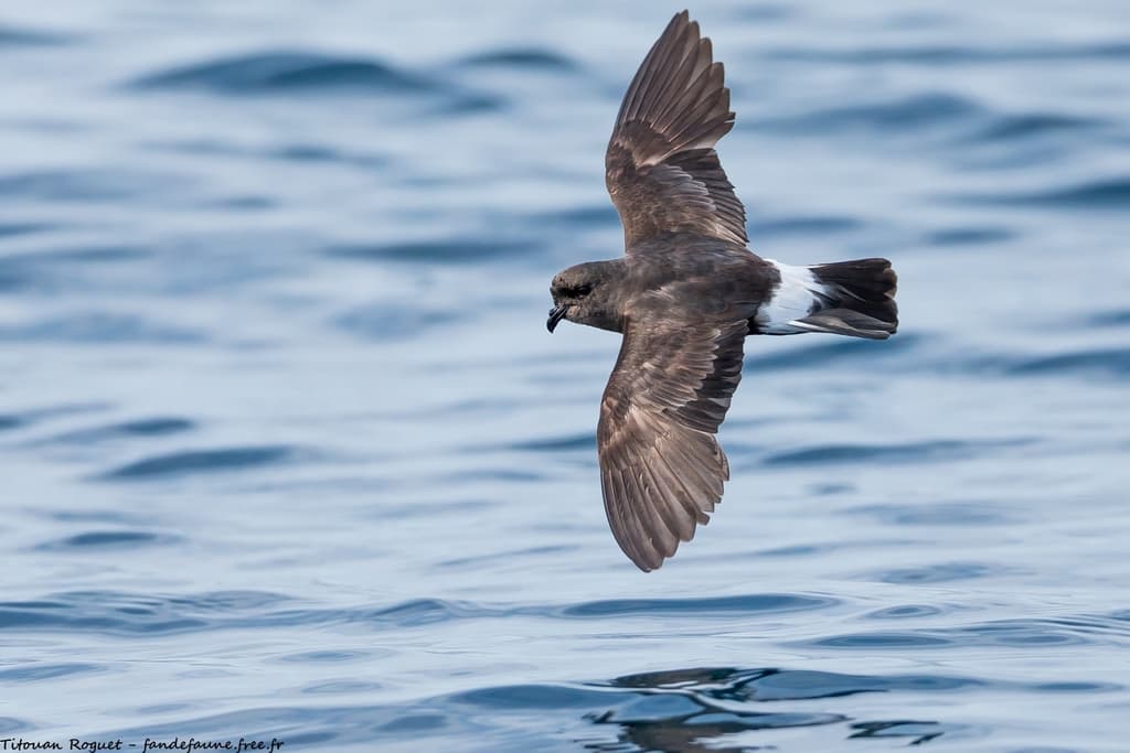 European Storm-Petrel