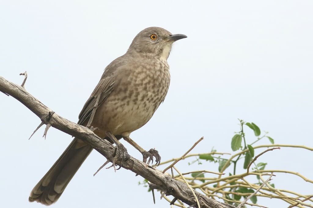 Bendire's Thrasher