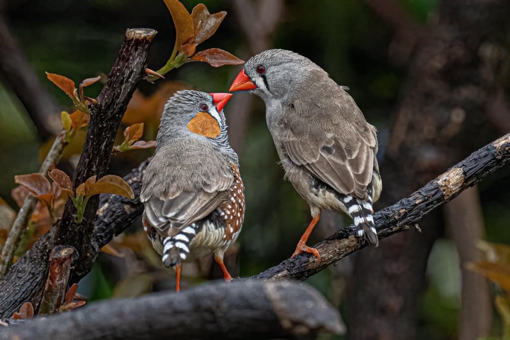 Zebra Finch