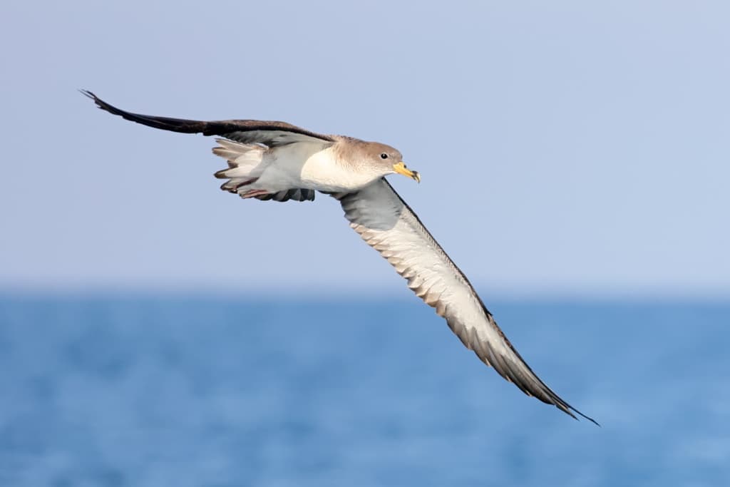 Scopoli's Shearwater