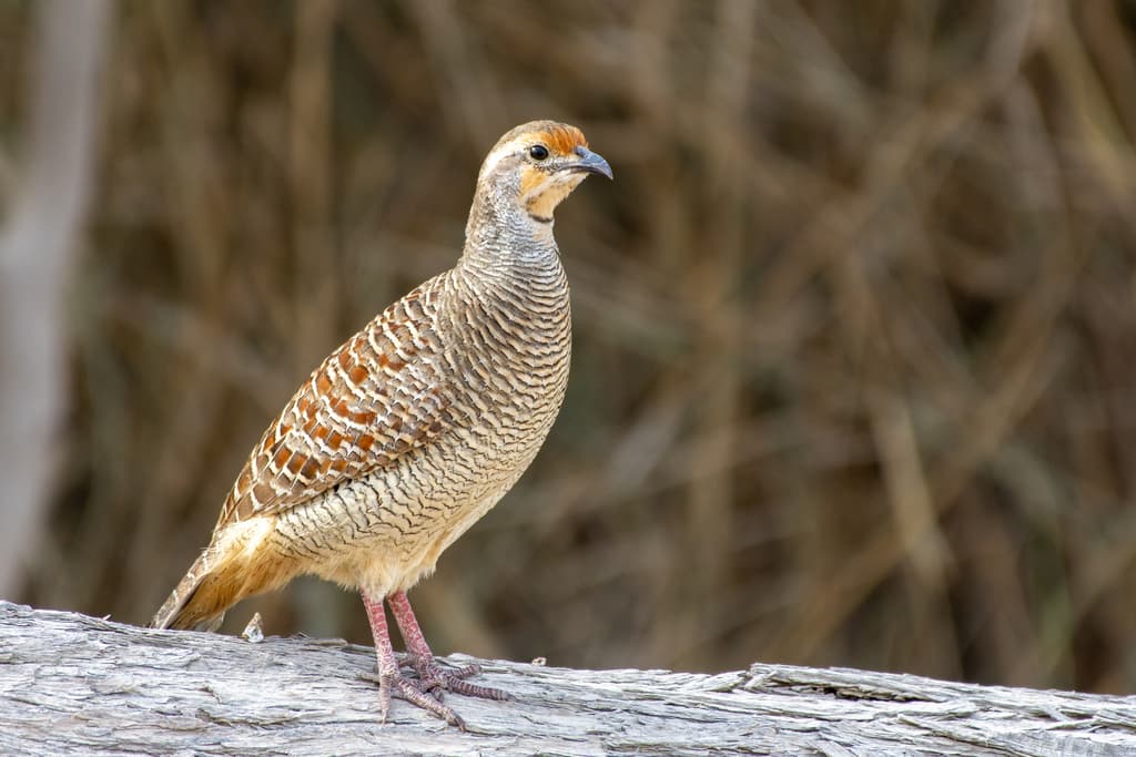 Gray Francolin