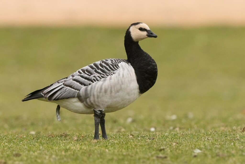 Barnacle Goose