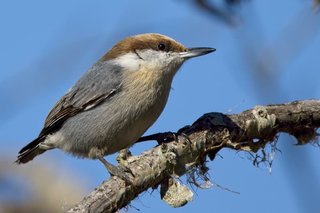 Brown-headed Nuthatch