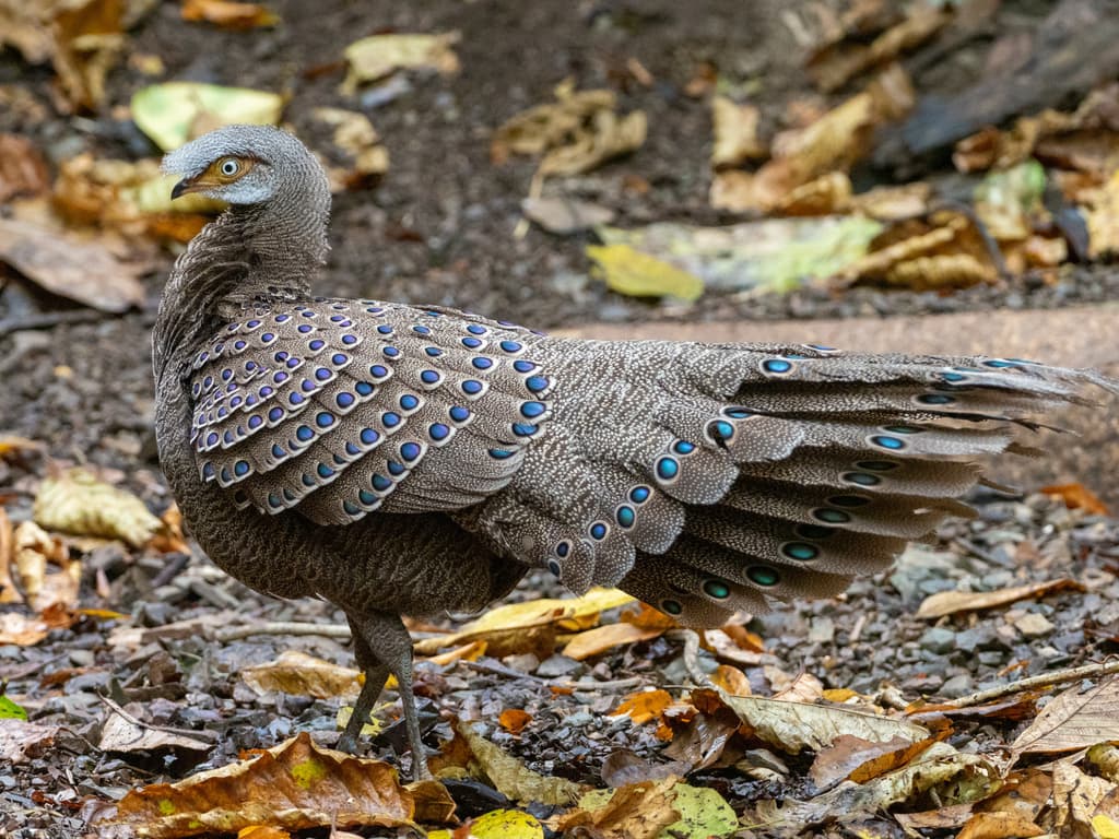 Gray Peacock-Pheasant