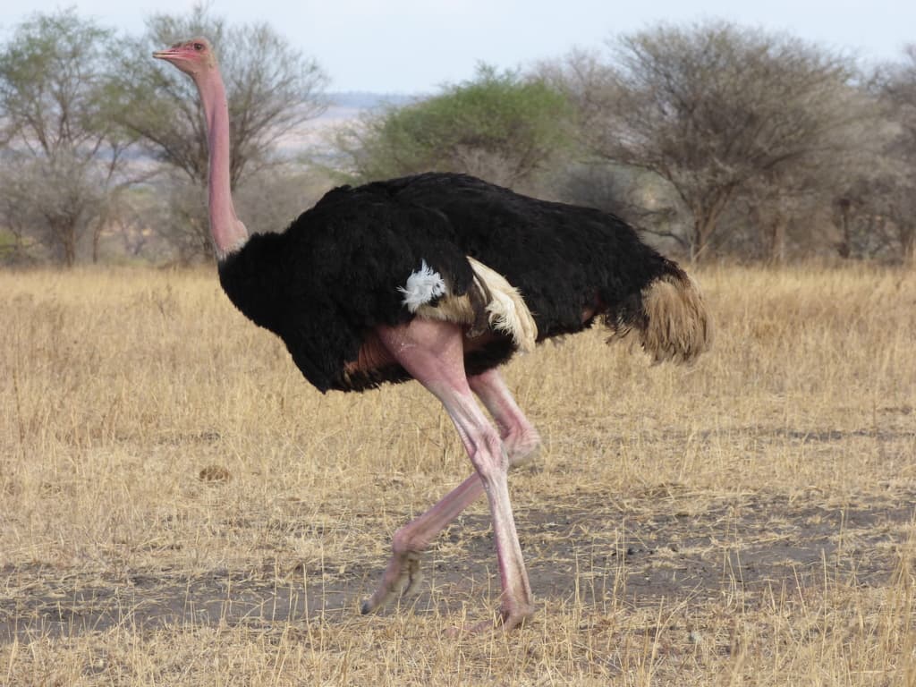 Common Ostrich