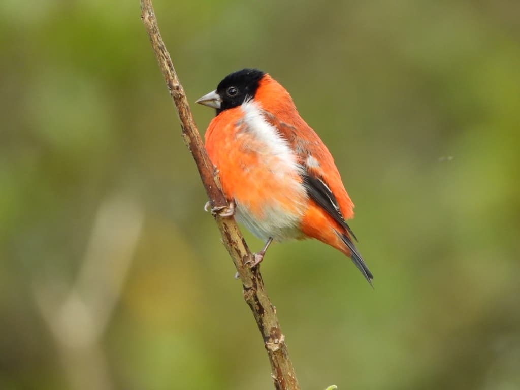 Red Siskin