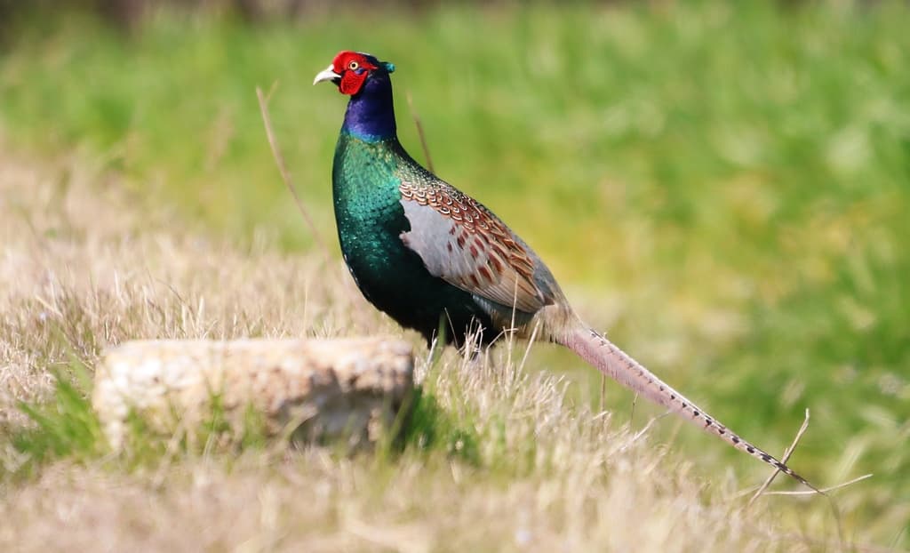 Green Pheasant
