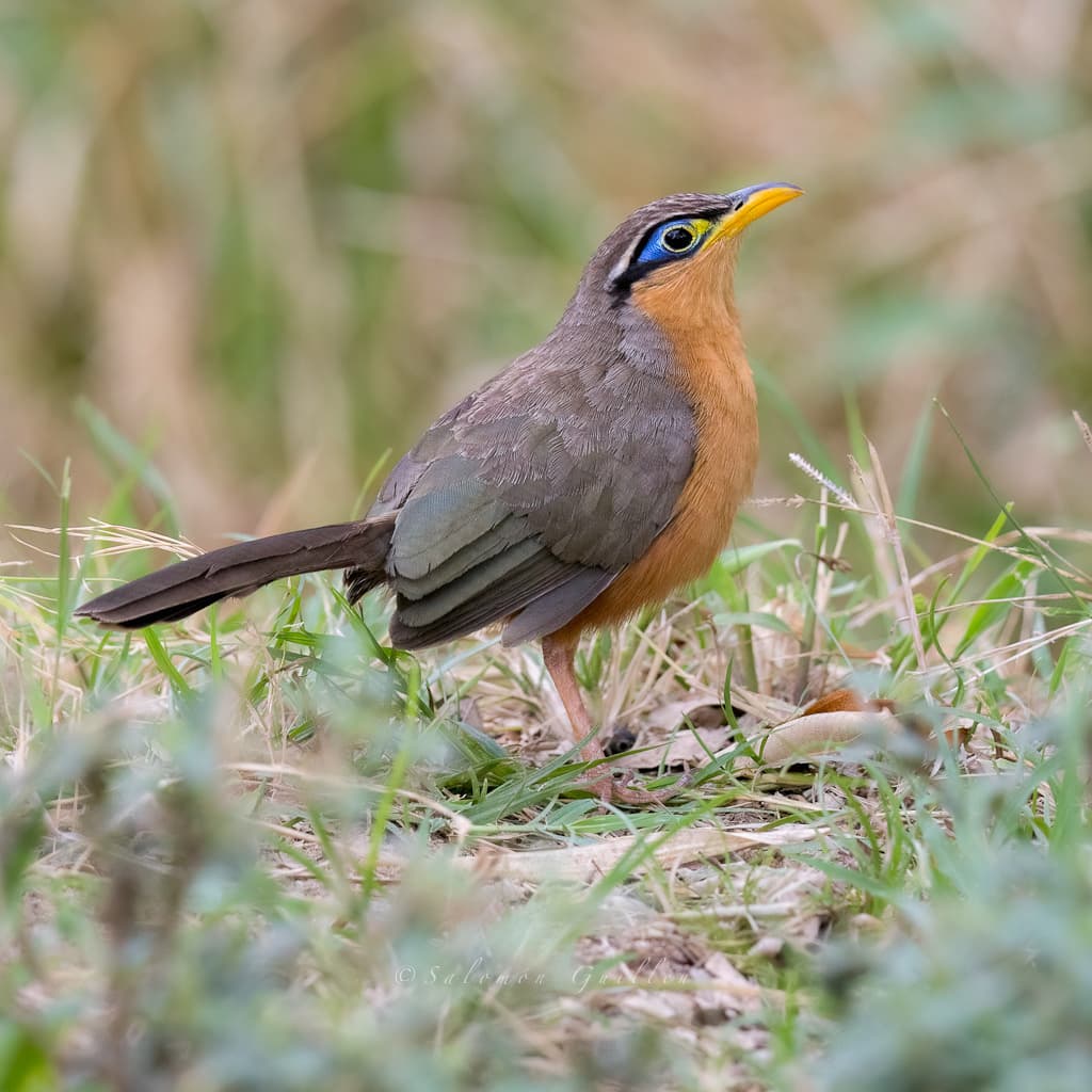 Lesser Ground-Cuckoo
