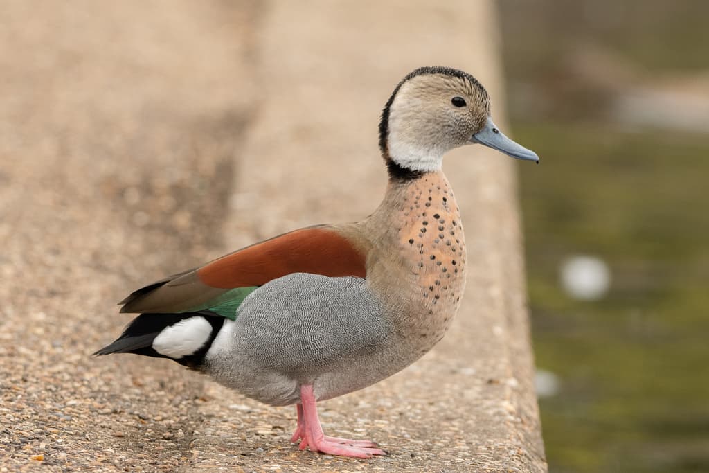 Ringed Teal