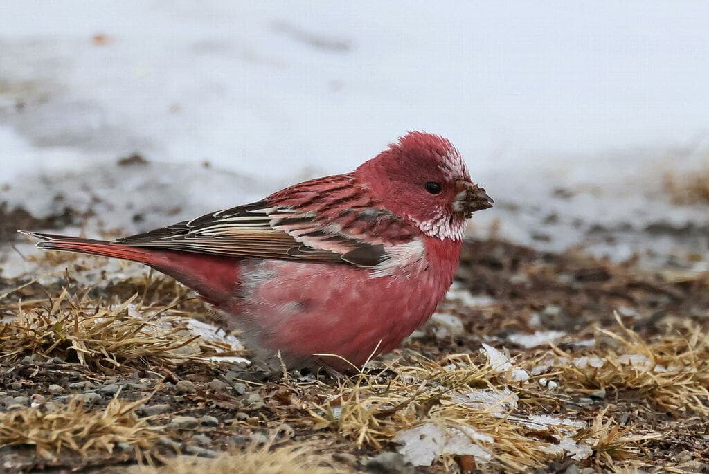 Pallas's Rosefinch