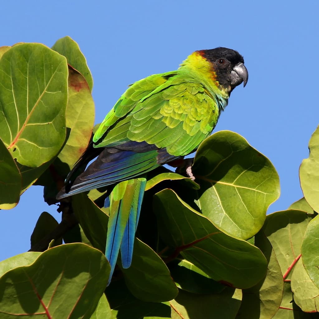 Nanday Parakeet