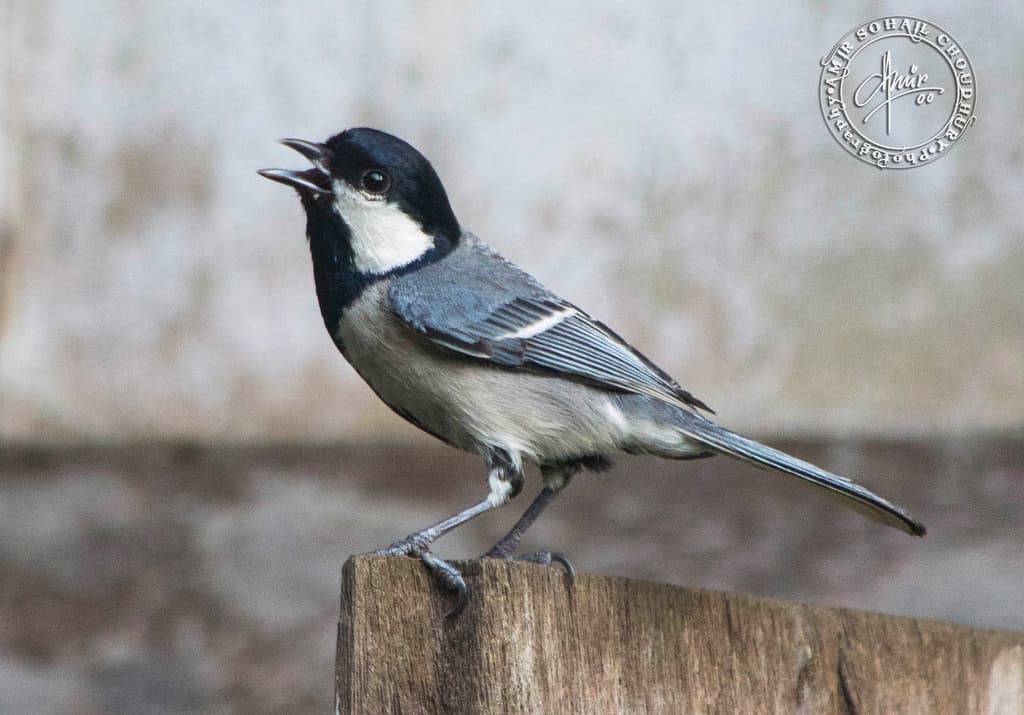 Asian Tit