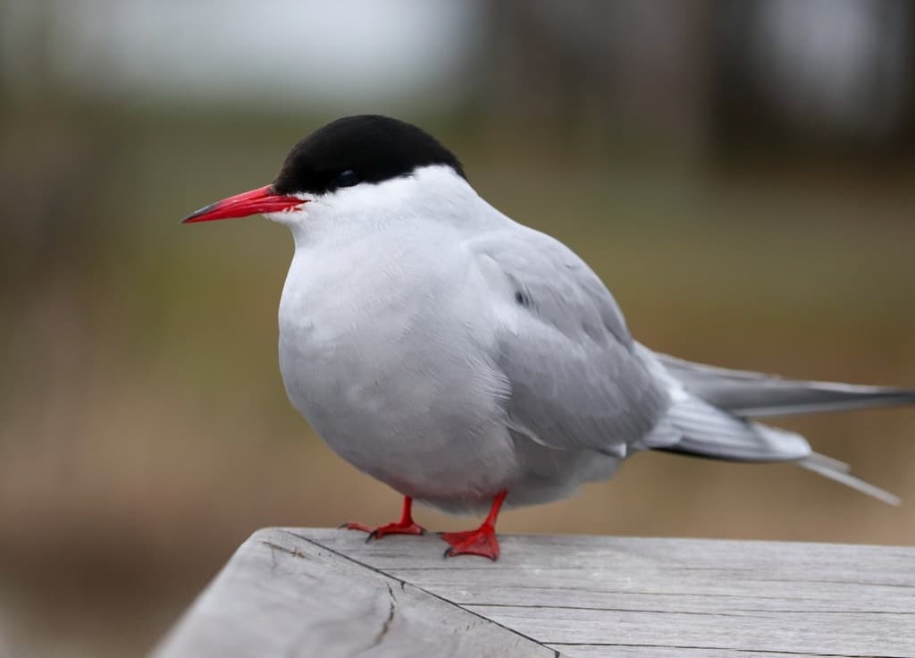 Arctic Tern