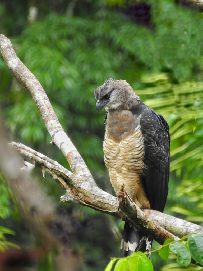 Crested Eagle