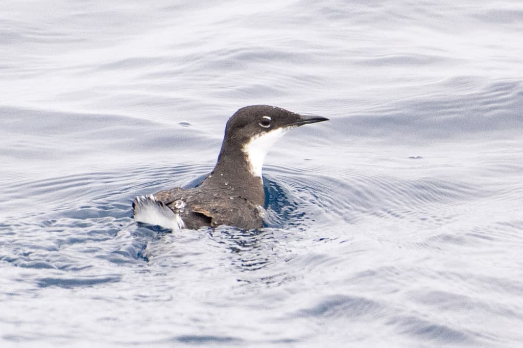 Craveri's Murrelet
