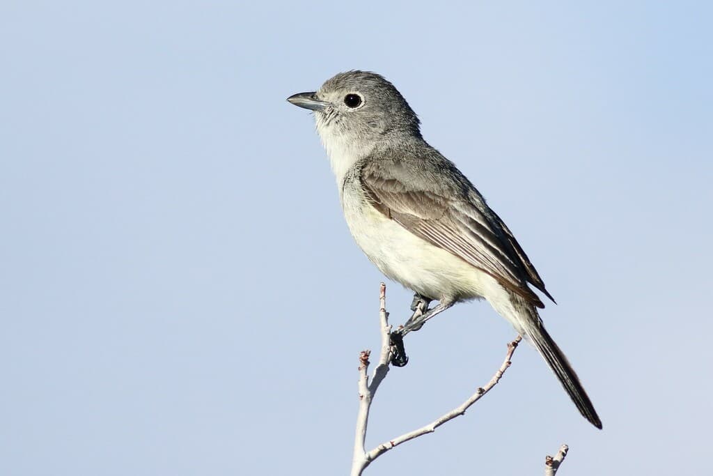 Gray Vireo
