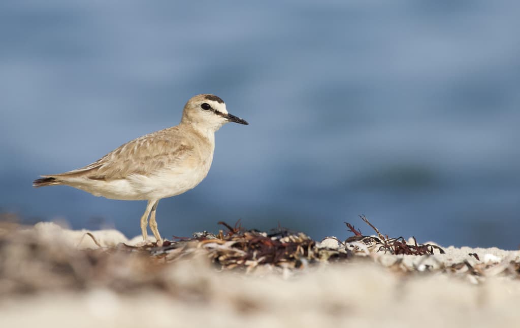 Mountain Plover