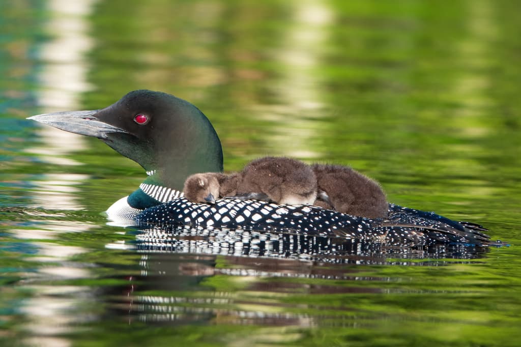 Common Loon
