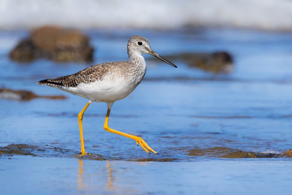 Greater Yellowlegs